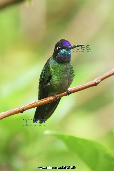 : Magnificent Hummingbird : Magnificent Hummingbird
