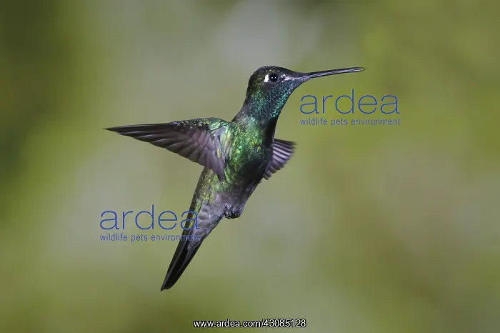 : Magnificent Hummingbird : Magnificent Hummingbird