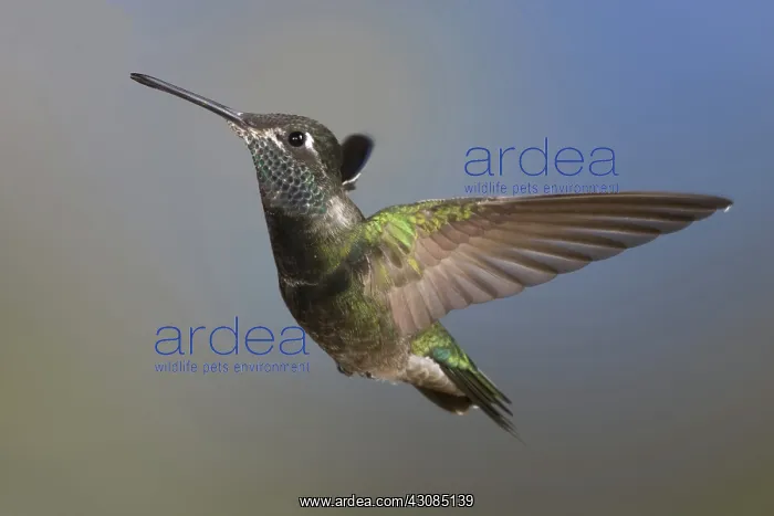 : Magnificent Hummingbird : Magnificent Hummingbird