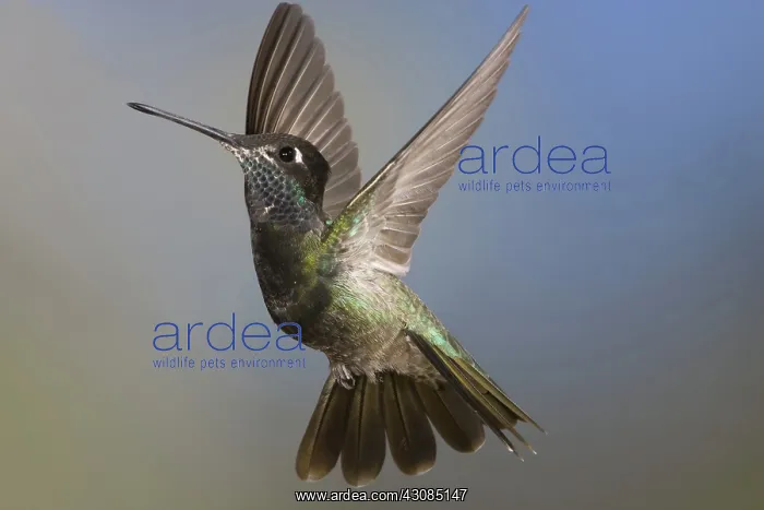  : Magnificent Hummingbird