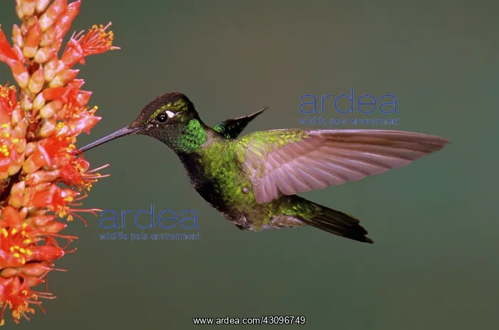 : Magnificent hummingbird : Magnificent hummingbird