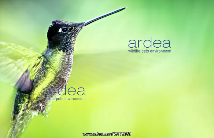 : Magnificent Hummingbird : Magnificent Hummingbird