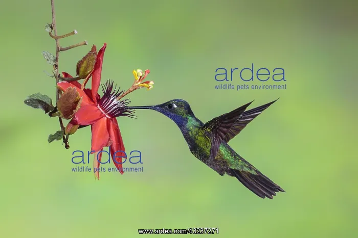 : Magnificent Hummingbird : Magnificent Hummingbird