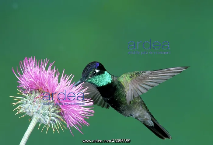 : Magnificent Hummingbird (Eugenes fulgens) : Magnificent Hummingbird (Eugenes fulgens)