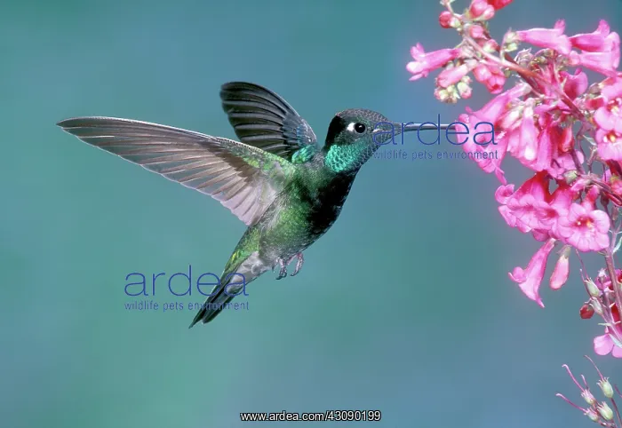 : Magnificent Hummingbird Male : Magnificent Hummingbird Male