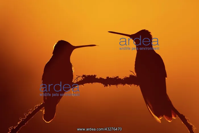 : Magnificent Hummingbirds (Eugenes fulgens), on a : Magnificent Hummingbirds (Eugenes fulgens), on a