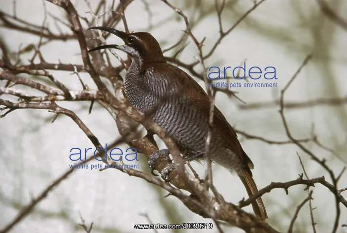 : Magnificent Riflebird : Magnificent Riflebird