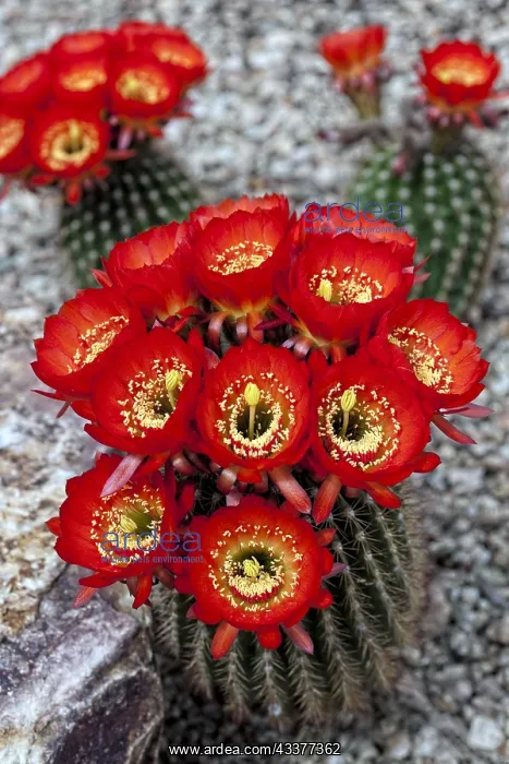  : Magnificent Scarlet Cactus (Cereus), in Bloom (Tricocereus)