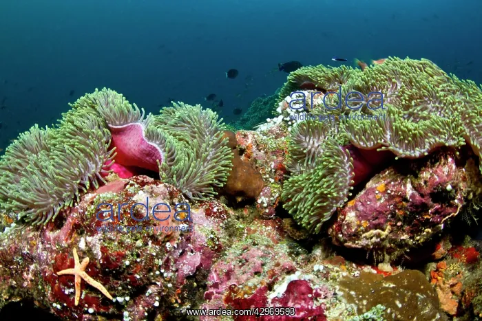 : Magnificent Sea Anemone : Magnificent Sea Anemone