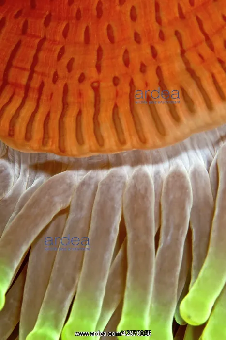 : Magnificent Sea Anemone - close-up : Magnificent Sea Anemone - close-up