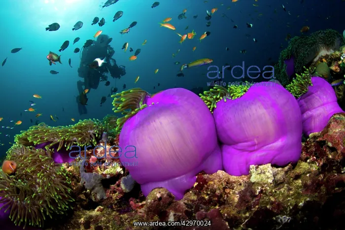 : Magnificent Sea Anemone - and diver : Magnificent Sea Anemone - and diver