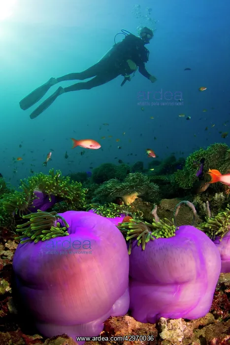 : Magnificent Sea Anemone - and diver : Magnificent Sea Anemone - and diver