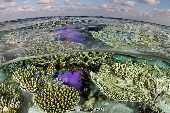: Magnificent Sea Anemone - at Hardcoral Garden : Magnificent Sea Anemone - at Hardcoral Garden