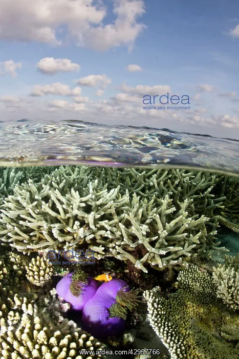: Magnificent Sea Anemone - at Hardcoral Garden : Magnificent Sea Anemone - at Hardcoral Garden