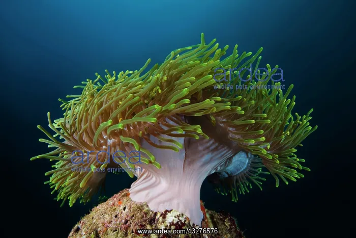 : Magnificent Sea Anemone (Heteractis magnifica) : Magnificent Sea Anemone (Heteractis magnifica)