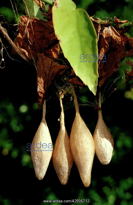 : Magnificent spider - cluster of completed egg sacs : Magnificent spider - cluster of completed egg sacs