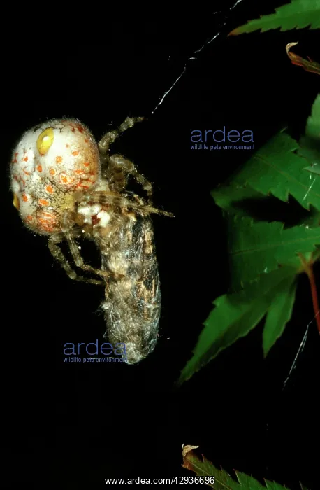 : Magnificent spider - female with a captured moth : Magnificent spider - female with a captured moth