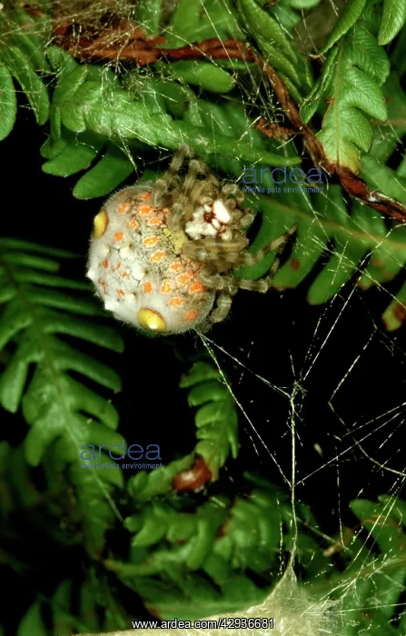 : Magnificent spider - female in daytime retreat : Magnificent spider - female in daytime retreat