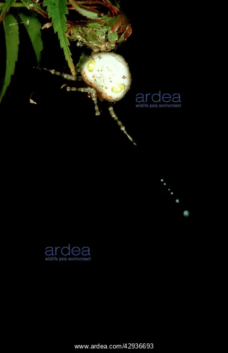: Magnificent spider - female swinging trapline of : Magnificent spider - female swinging trapline of