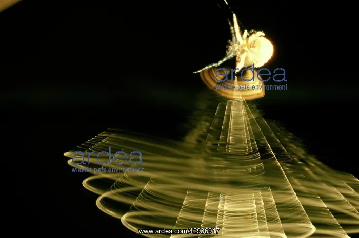 : Magnificent spider - female swinging trapline on : Magnificent spider - female swinging trapline on