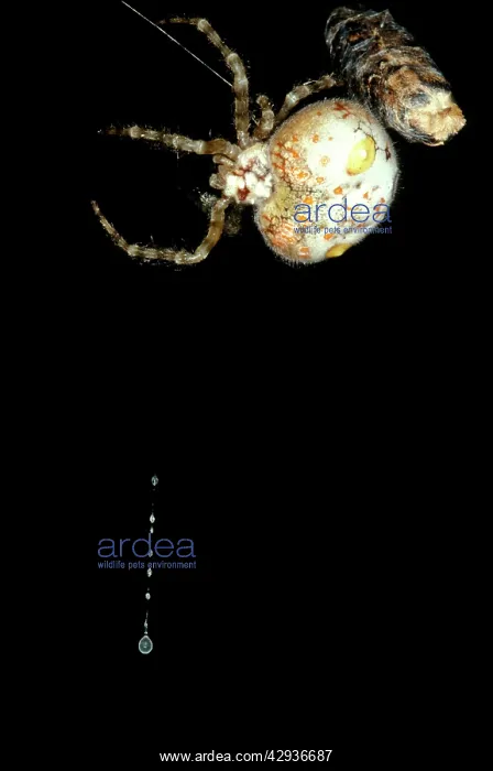 : Magnificent spider - female with trapline of sticky : Magnificent spider - female with trapline of sticky
