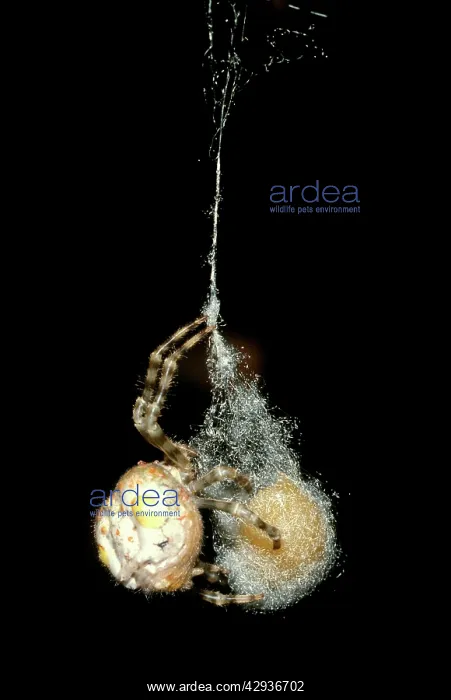 : Magnificent spider - laying eggs into base of egg sac : Magnificent spider - laying eggs into base of egg sac