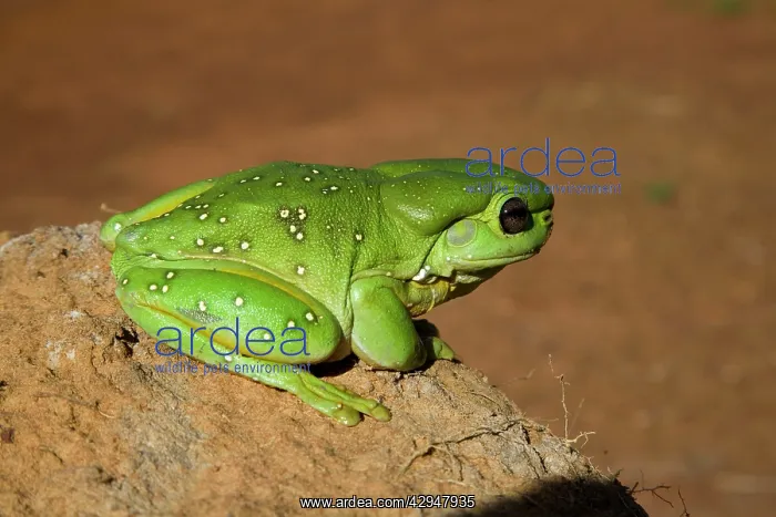 : Magnificent / Splendid Tree Frog : Magnificent / Splendid Tree Frog
