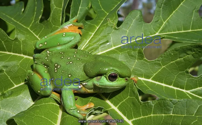 : Magnificent / Splendid Tree Frog : Magnificent / Splendid Tree Frog