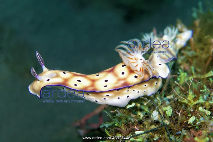 : Magnificent star snail (Hypselodoris tryoni synonym : Magnificent star snail (Hypselodoris tryoni synonym