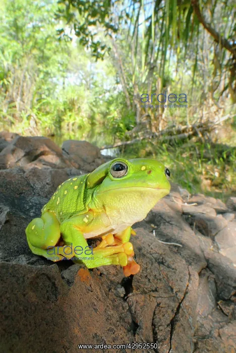 : Magnificent Tree Frog : Magnificent Tree Frog