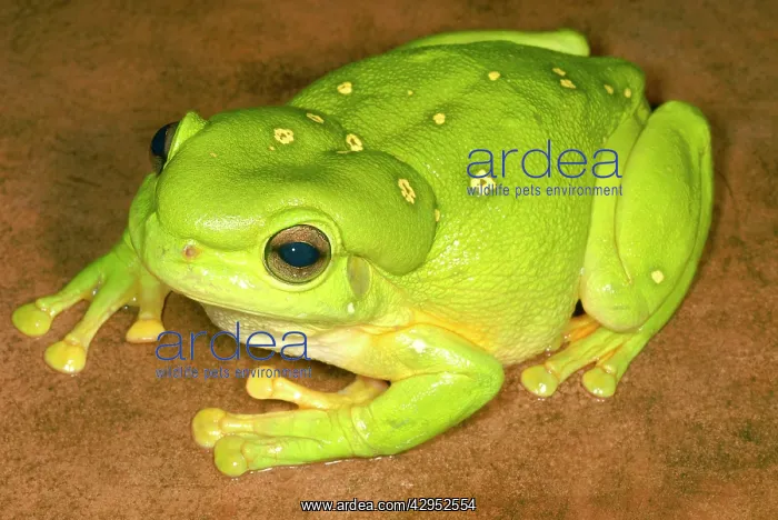 : Magnificent Tree Frog : Magnificent Tree Frog