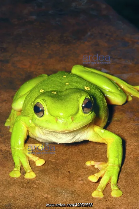 : Magnificent Tree Frog : Magnificent Tree Frog