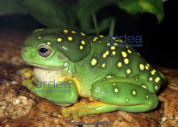 : Magnificent Tree Frog - one of the largest tree : Magnificent Tree Frog - one of the largest tree