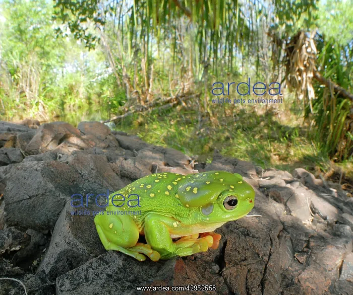 : Magnificent Tree Frog - in riparian habitat in : Magnificent Tree Frog - in riparian habitat in