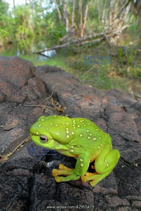 : Magnificent Tree-frog - in riparian habitat in : Magnificent Tree-frog - in riparian habitat in
