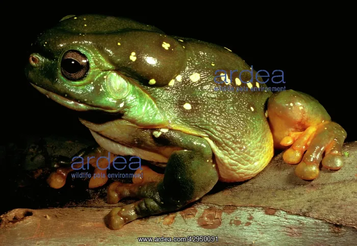 : Magnificent tree frog - showing skin gland. Large, 12 : Magnificent tree frog - showing skin gland. Large, 12