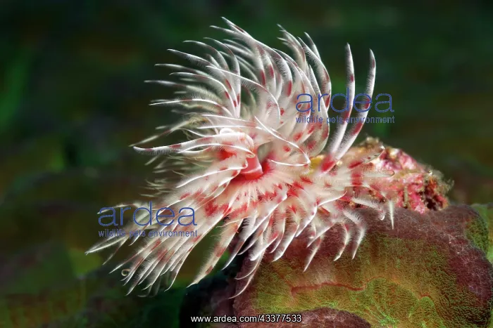 : Magnificent tubeworm (Protula magnifica), Lake Sawu : Magnificent tubeworm (Protula magnifica), Lake Sawu