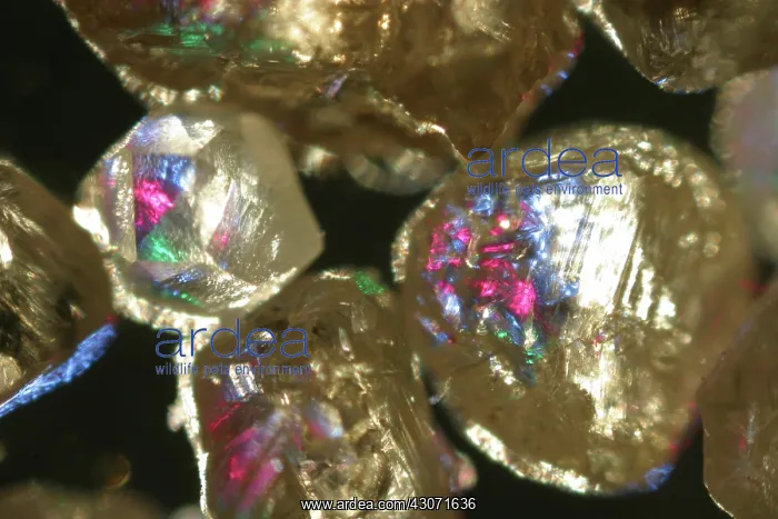 : Magnified raw diamonds : Magnified raw diamonds