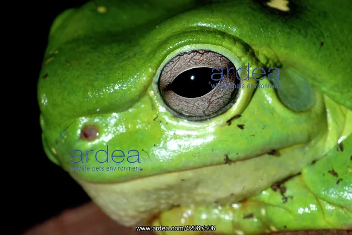 : Magniificent / Splendid Tree Frog. Kimberley : Magniificent / Splendid Tree Frog. Kimberley