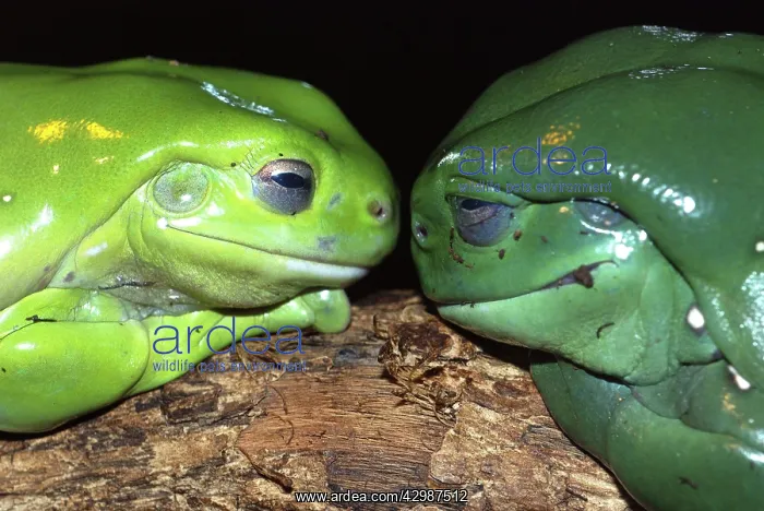: Magniificent / Splendid Tree Frog. Kimberley : Magniificent / Splendid Tree Frog. Kimberley