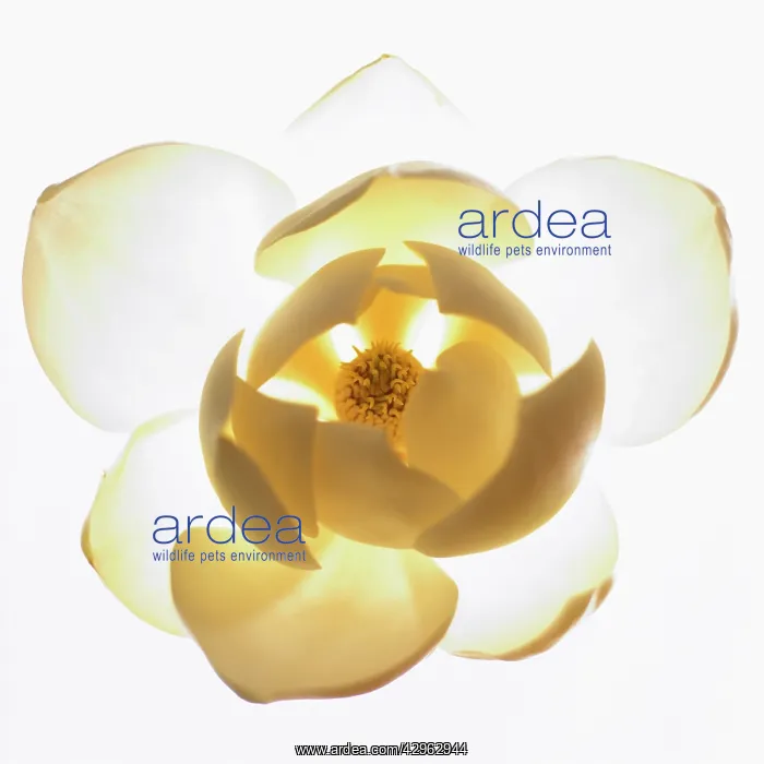 : Magnolia, Magnolia grandiflora : Magnolia, Magnolia grandiflora