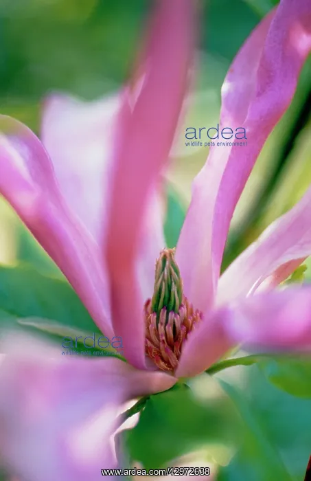 : Magnolia, Magnolia stellata Rubra : Magnolia, Magnolia stellata Rubra