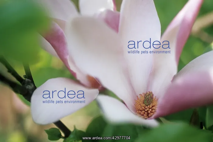 : Magnolia, Magnolia soulangeana : Magnolia, Magnolia soulangeana