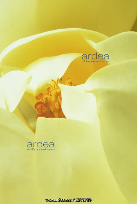 : Magnolia, Magnolia grandiflora : Magnolia, Magnolia grandiflora