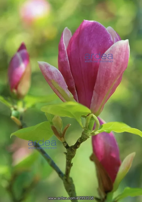  : Magnolia, Magnolia soulangeana