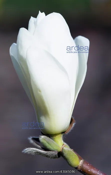 : Magnolia, Magnolia x soulangeana Alba Superba : Magnolia, Magnolia x soulangeana Alba Superba