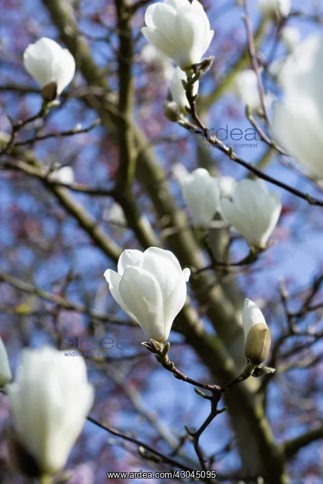 : Magnolia, Magnolia x soulangeana Alba Superba : Magnolia, Magnolia x soulangeana Alba Superba