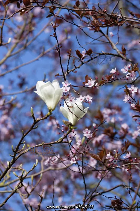  : Magnolia, Magnolia x soulangeana Alba Superba