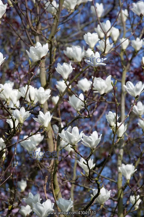: Magnolia, Magnolia x soulangeana Alba Superba : Magnolia, Magnolia x soulangeana Alba Superba