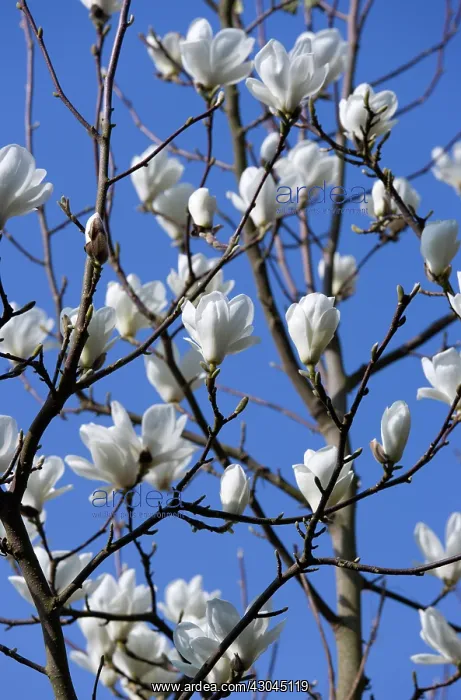 : Magnolia, Magnolia x soulangeana Alba Superba : Magnolia, Magnolia x soulangeana Alba Superba
